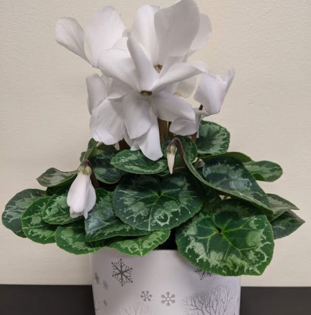 Cyclamen Plant in Ceramic Pot